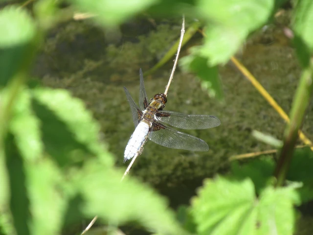 Libellula depressa - széles laposacsa
