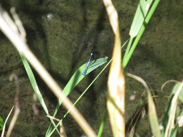 Coenagrion puella - azúrkék légivadász