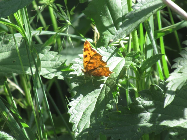 Nymphalis c-album - C-betűs lepke