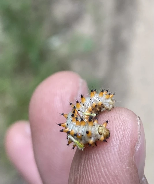 Zerynthia polyxena - farkasalmalepke
