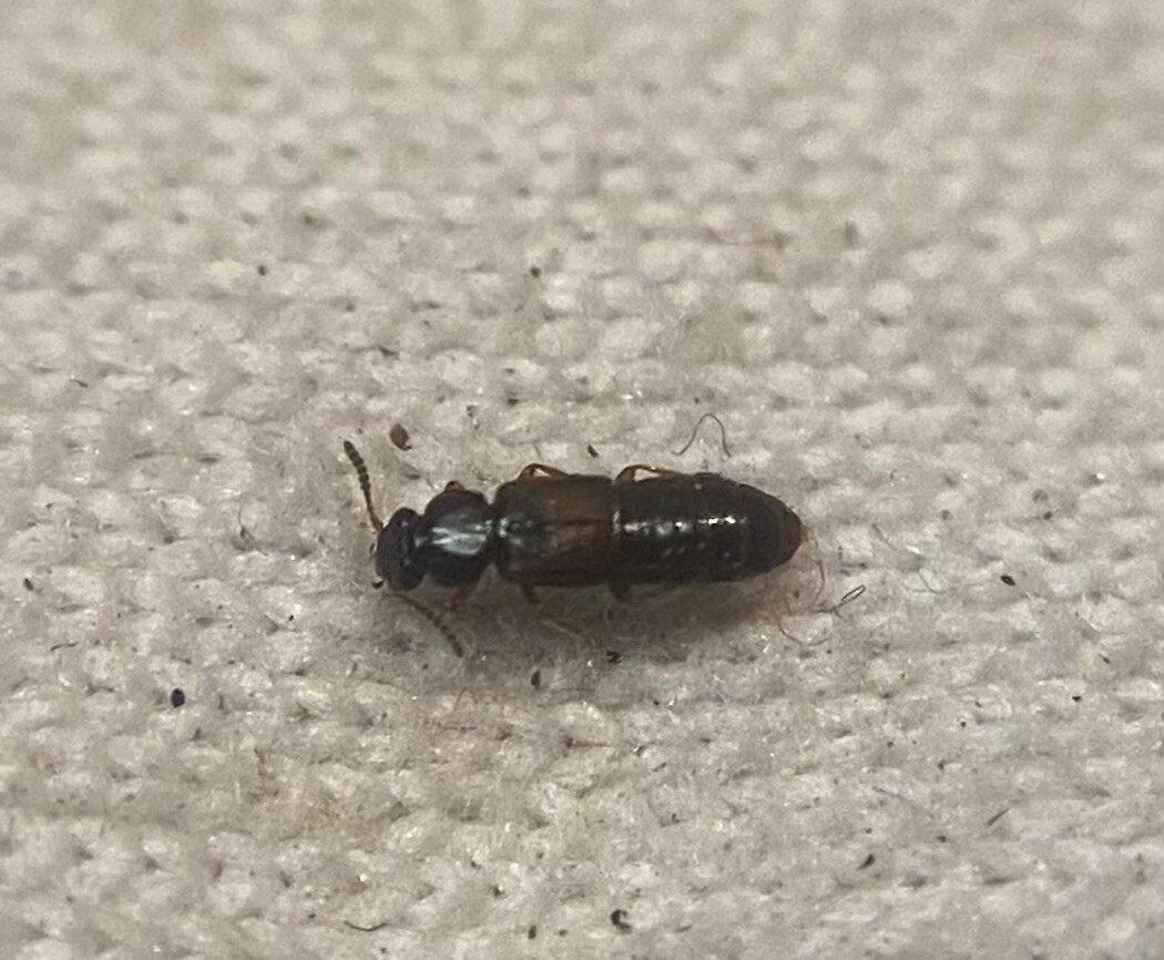 Phloeostiba plana