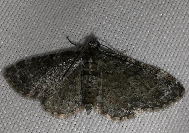Pasiphila chloerata - hamvas törpearaszoló