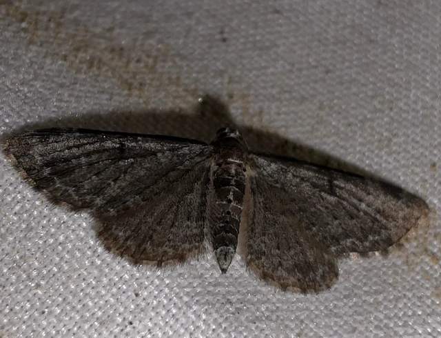 Pasiphila chloerata - hamvas törpearaszoló