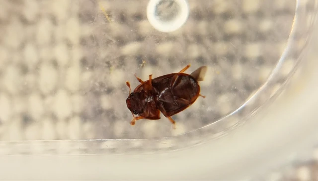 Cryptarcha strigata - rajzos nedvbogár Cryptarcha strigata - rajzos nedvbogár