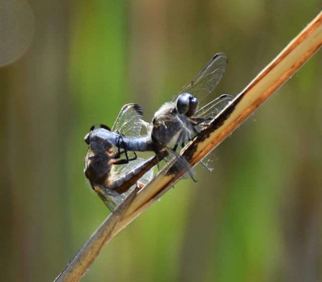 Libellula fulva - kisfoltos laposacsa