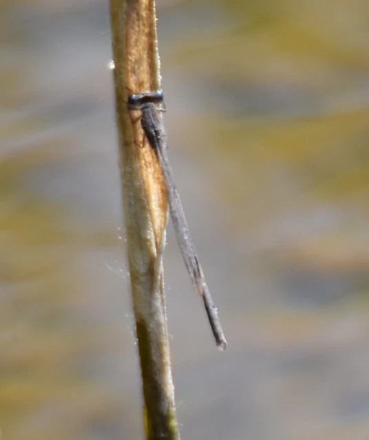 Sympecma fusca - téli rablószitakötő Sympecma fusca - téli rablószitakötő