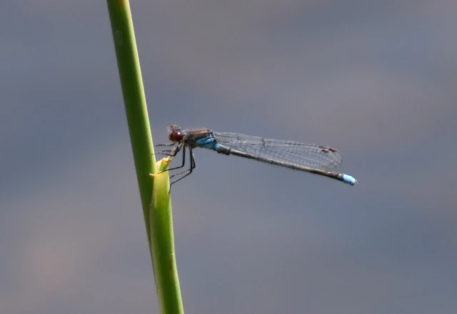 Erythromma najas - nagy pirosszemű-légivadász