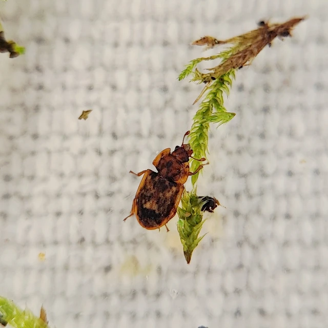 Soronia grisea - pettyegetett fénybogár Soronia grisea - pettyegetett fénybogár