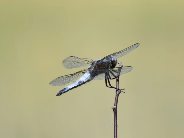 Libellula fulva - kisfoltos laposacsa