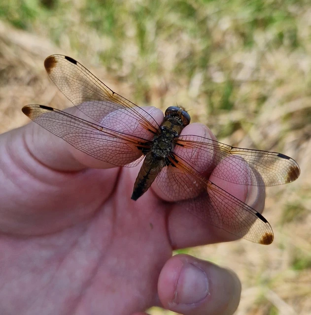 Libellula fulva - kisfoltos laposacsa