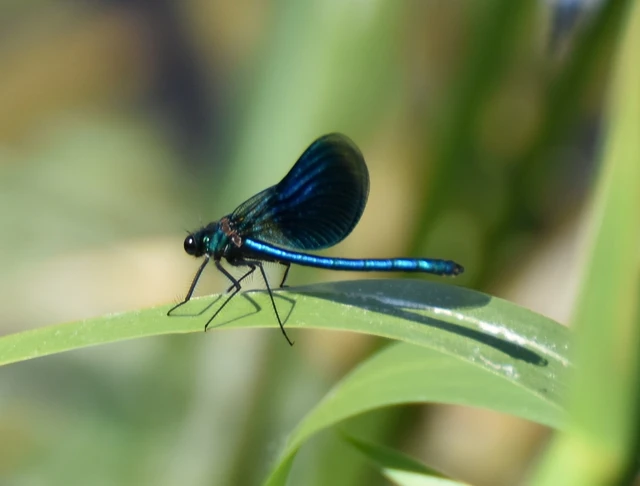 Calopteryx splendens - sávos szitakötő