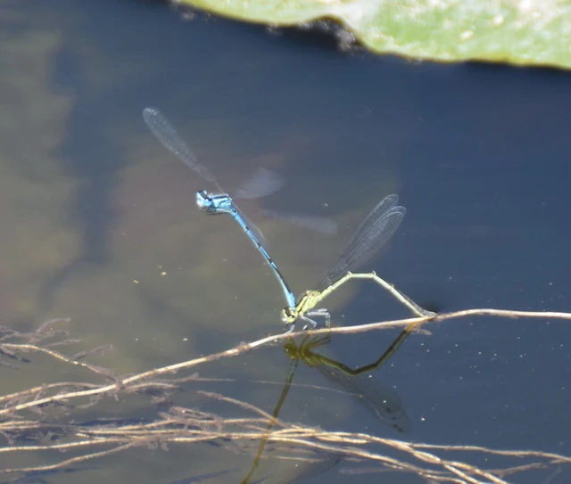 Coenagrion puella - azúrkék légivadász