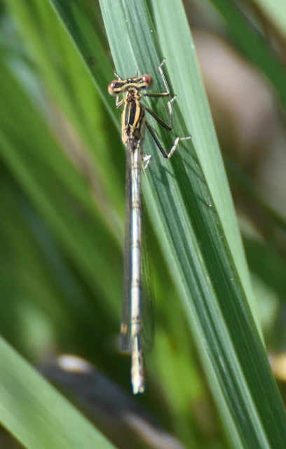 Platycnemis pennipes - széleslábú szitakötő