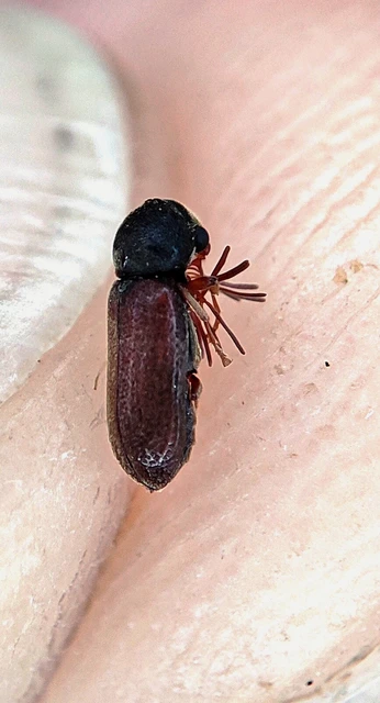 Ptilinus pectinicornis - fésűscsápú álszú