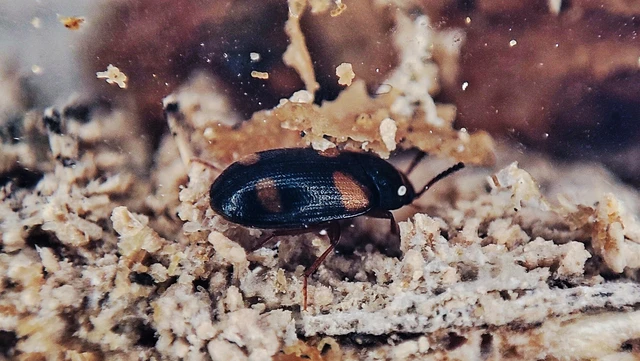 Mycetophagus quadripustulatus - négyfoltos gombabogár