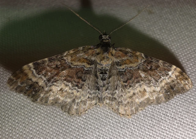 Xanthorhoe spadicearia - sávos tarkaaraszoló