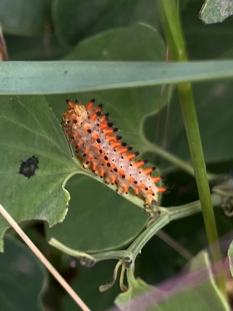 Zerynthia polyxena - farkasalmalepke
