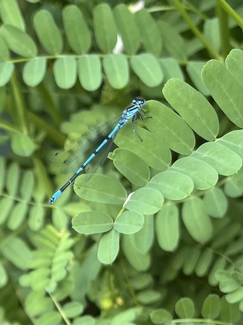 Coenagrion puella - azúrkék légivadász