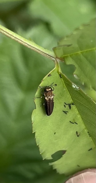Agrilus