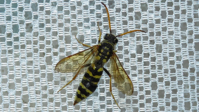 Hymenoptera - Hártyásszárnyúak Hymenoptera - Hártyásszárnyúak