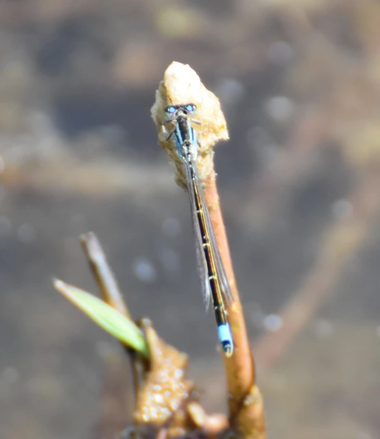 Ischnura elegans pontica - kéköves légivadász