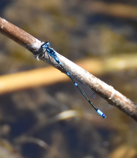 Coenagrion pulchellum - karcsú légivadász