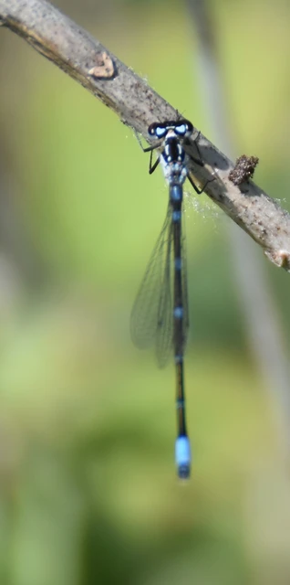 Coenagrion pulchellum - karcsú légivadász