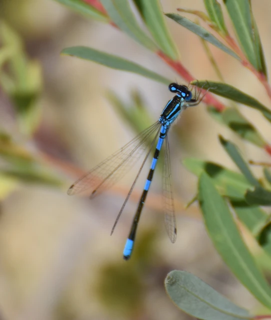 Coenagrion scitulum - mediterrán légivadász
