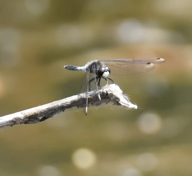 Leucorrhinia caudalis - tavi álarcos-szitakötő