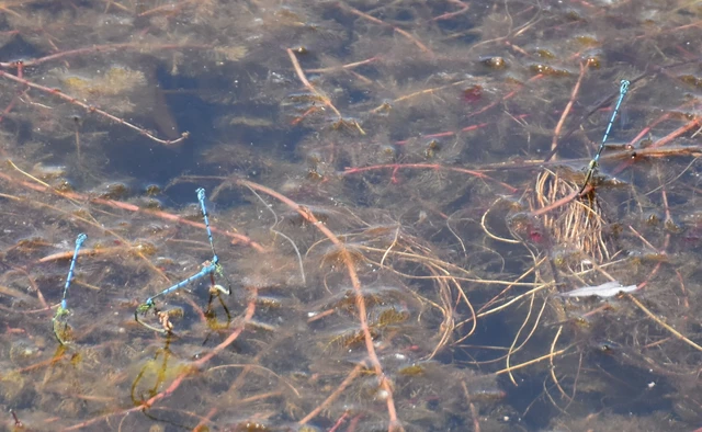 Coenagrion puella - azúrkék légivadász