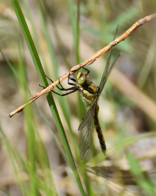 Orthetrum cancellatum - feketefarkú pásztorszitakötő