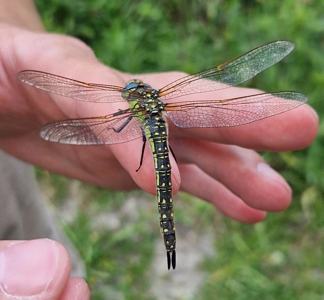 Brachytron pratense - szőrös karcsúacsa Brachytron pratense - szőrös karcsúacsa