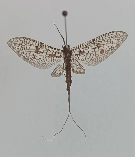 Ephemera vulgata - közönséges tarkakérész