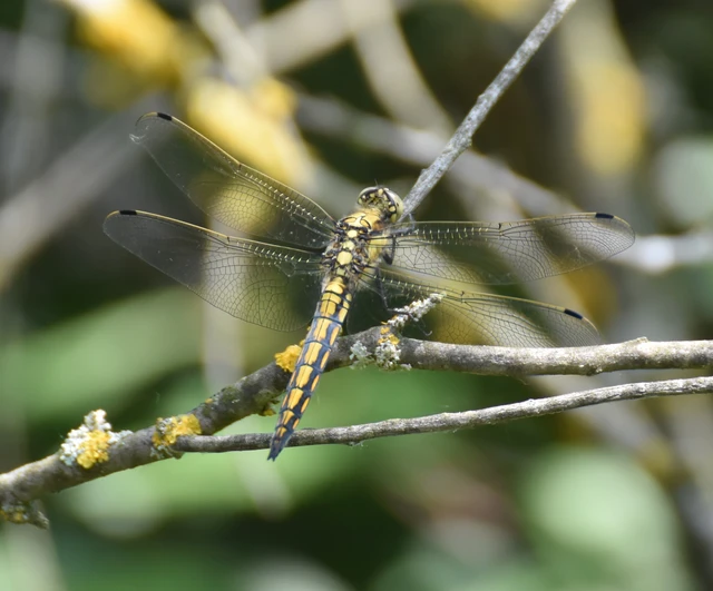 Orthetrum cancellatum - feketefarkú pásztorszitakötő