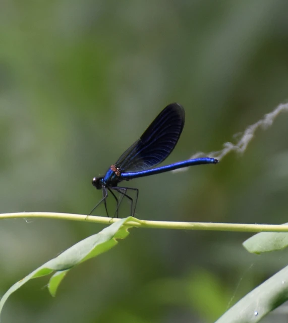 Calopteryx splendens - sávos szitakötő