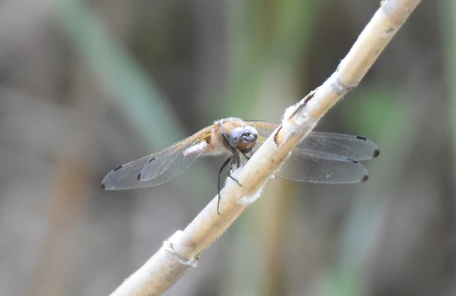 Libellula fulva - kisfoltos laposacsa