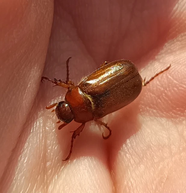 Amphimallon assimile - kis sárgacserebogár