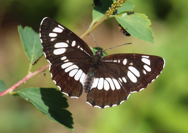 Neptis rivularis - nagy fehérsávoslepke