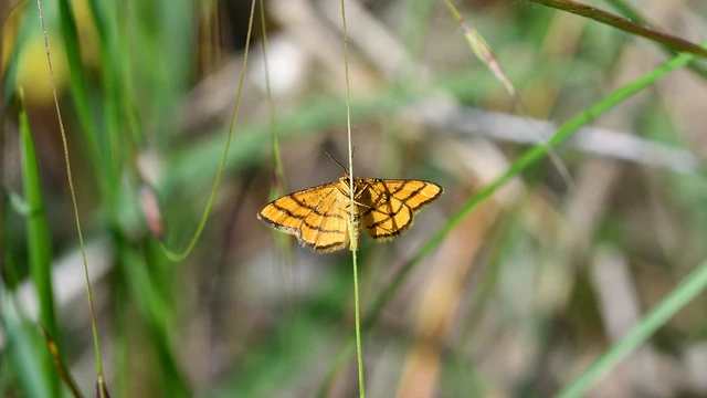 Idaea aureolaria - aranyos sávosaraszoló