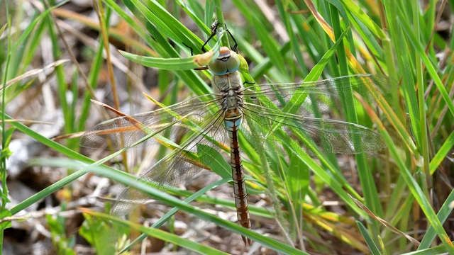 Anax parthenope - barna óriásacsa Anax parthenope - barna óriásacsa