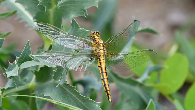 Orthetrum cancellatum - feketefarkú pásztorszitakötő