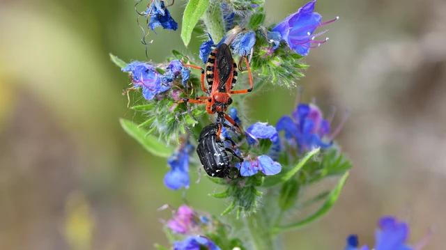 Rhynocoris iracundus - közönséges gyilkospoloska
