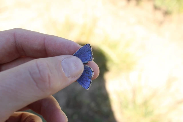 Polyommatus bellargus - égszínű boglárka