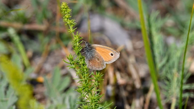 Coenonympha pamphilus - kis szénalepke