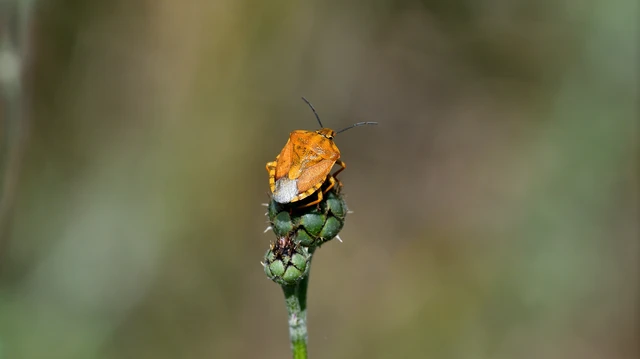 Carpocoris Carpocoris