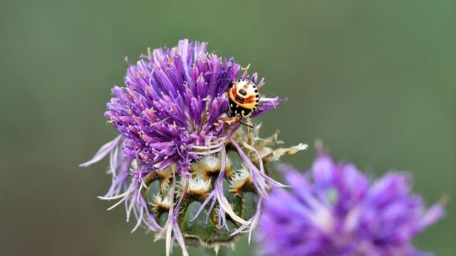 Carpocoris Carpocoris