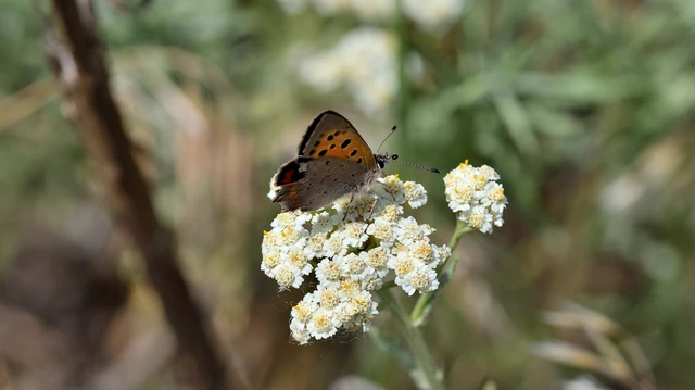 Lycaena phlaeas - közönséges tűzlepke Lycaena phlaeas - közönséges tűzlepke