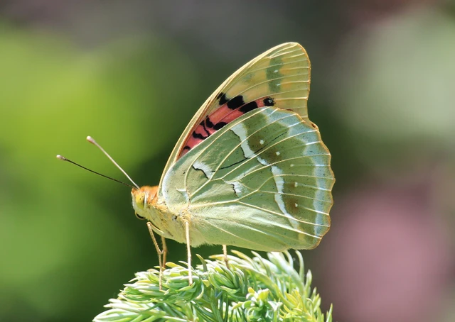 Argynnis pandora - zöldes gyöngyházlepke