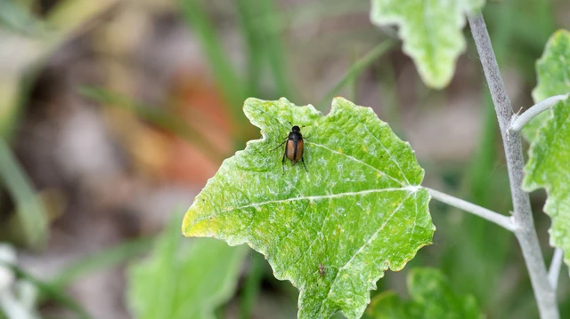 Omaloplia nigromarginata - szegélyes kiscserebogár