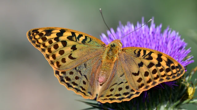 Argynnis pandora - zöldes gyöngyházlepke